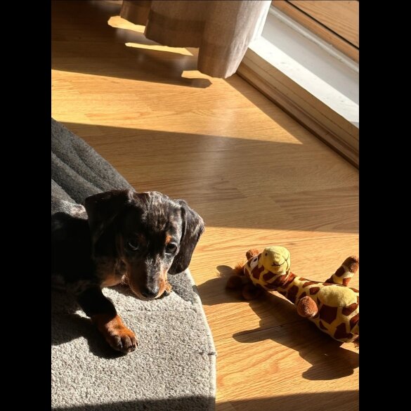 Dachshund (Standard &amp; Miniature)