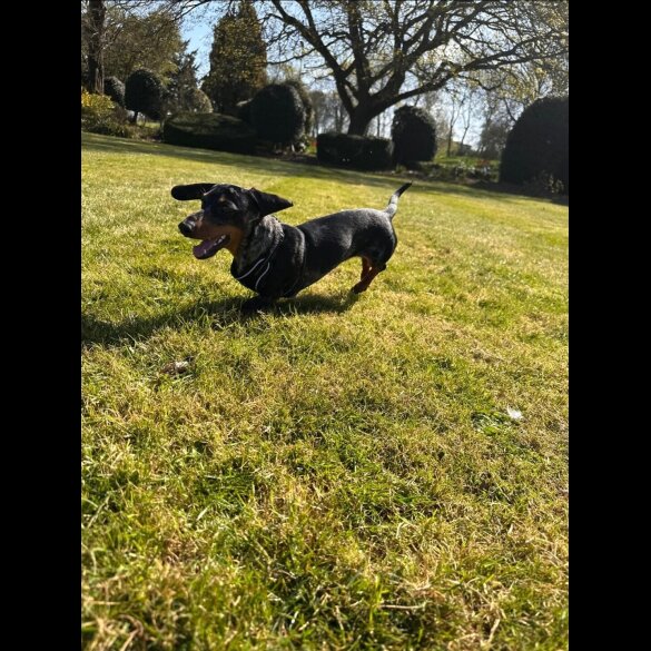 Dachshund (Standard &amp; Miniature)