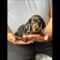 Dachshund (Standard &amp; Miniature)