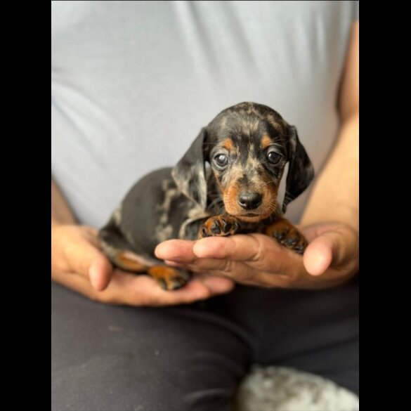 Dachshund (Standard &amp; Miniature)