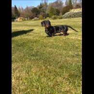 Dachshund (Standard &amp; Miniature)