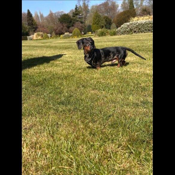 Dachshund (Standard &amp; Miniature)