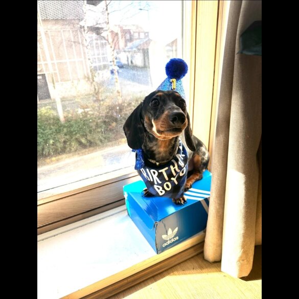 Dachshund (Standard &amp; Miniature)
