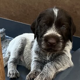 German Pointer - Both