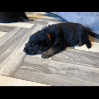 German Shepherd (Alsatian) - Both