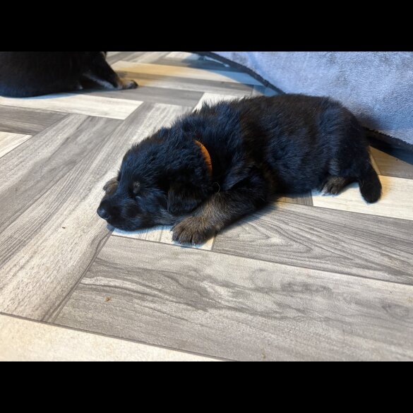 German Shepherd (Alsatian) - Both