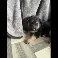 German Shepherd (Alsatian) - Both