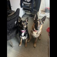 German Shepherd (Alsatian) - Both