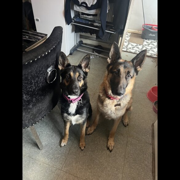 German Shepherd (Alsatian) - Both