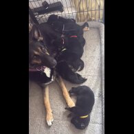 German Shepherd (Alsatian) - Both