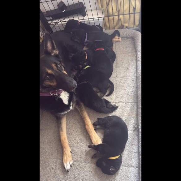German Shepherd (Alsatian) - Both