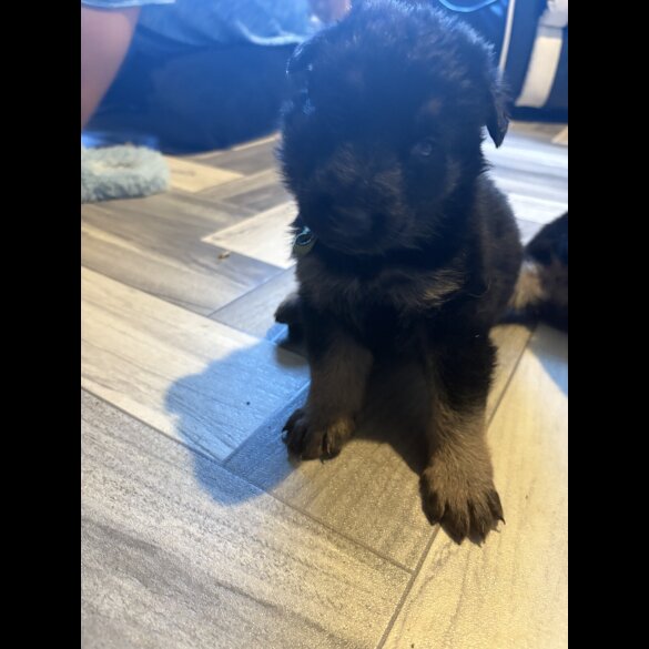 German Shepherd (Alsatian) - Both