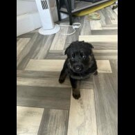 German Shepherd (Alsatian) - Both