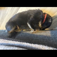 German Shepherd (Alsatian) - Both