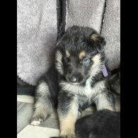 German Shepherd (Alsatian) - Both