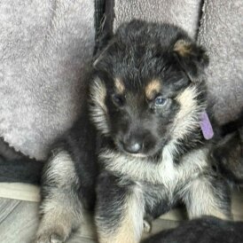 German Shepherd (Alsatian) - Both