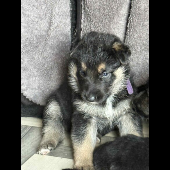 German Shepherd (Alsatian) - Both