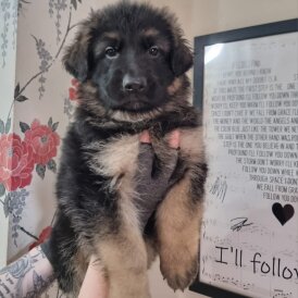 German Shepherd (Alsatian) - Dogs