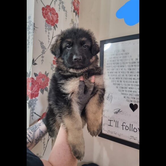 German Shepherd (Alsatian) - Dogs
