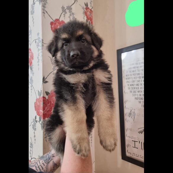 German Shepherd (Alsatian) - Dogs