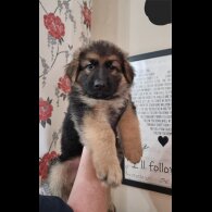 German Shepherd (Alsatian) - Dogs