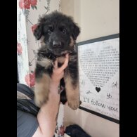 German Shepherd (Alsatian) - Dogs