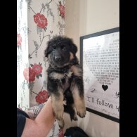 German Shepherd (Alsatian) - Dogs