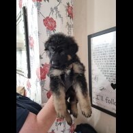 German Shepherd (Alsatian) - Dogs
