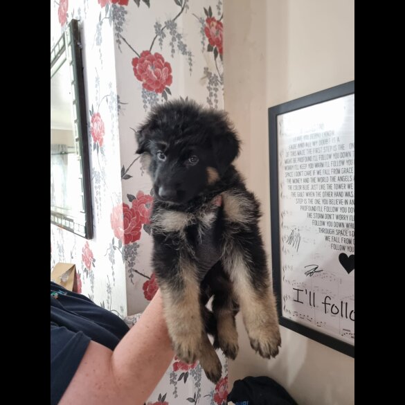 German Shepherd (Alsatian) - Dogs