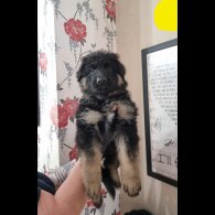 German Shepherd (Alsatian) - Dogs