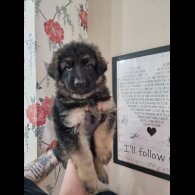 German Shepherd (Alsatian) - Dogs