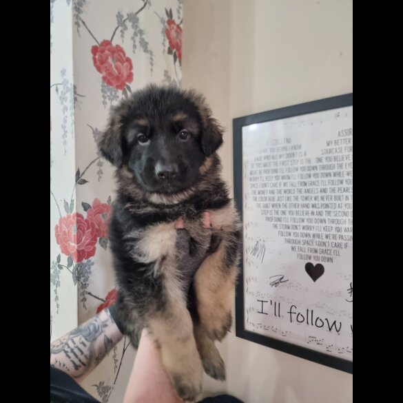 German Shepherd (Alsatian) - Dogs
