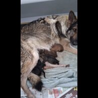 German Shepherd (Alsatian) - Both