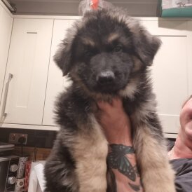German Shepherd (Alsatian) - Dogs