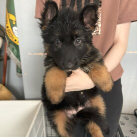 German Shepherd (Alsatian) - Bitches
