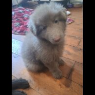 German Shepherd (Alsatian) - Both