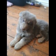 German Shepherd (Alsatian) - Both