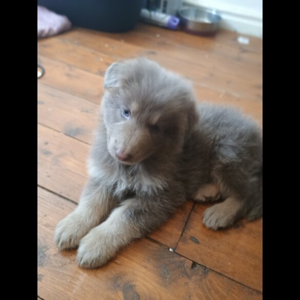 German Shepherd (Alsatian) - Both