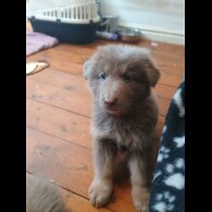 German Shepherd (Alsatian) - Both
