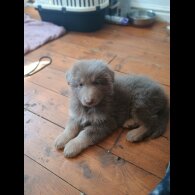 German Shepherd (Alsatian) - Both