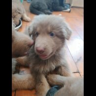 German Shepherd (Alsatian) - Both