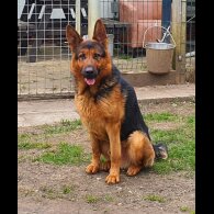 German Shepherd (Alsatian)