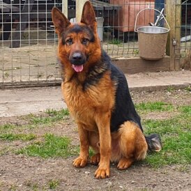 German Shepherd (Alsatian)