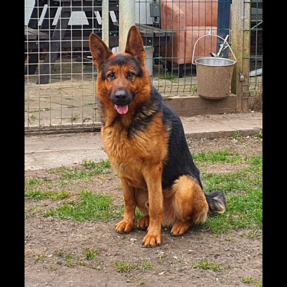German Shepherd (Alsatian)