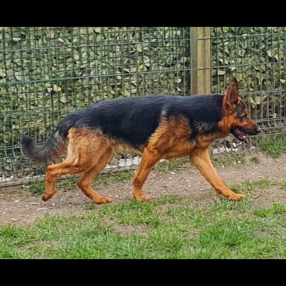 German Shepherd (Alsatian)