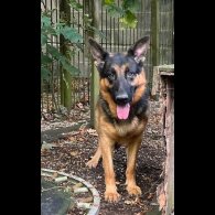 German Shepherd (Alsatian)