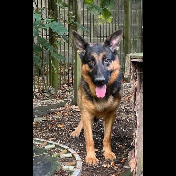 German Shepherd (Alsatian)