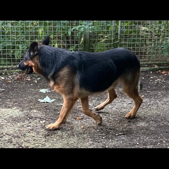 German Shepherd (Alsatian)
