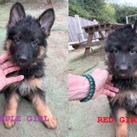 German Shepherd (Alsatian) - Bitches