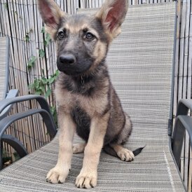 German Shepherd (Alsatian) - Both